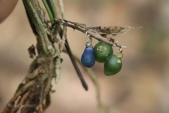 Peliosanthes teta